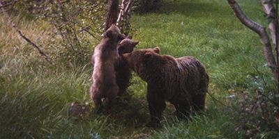 El oso se recupera en el Pirineo con el reto pendiente de la coexistencia