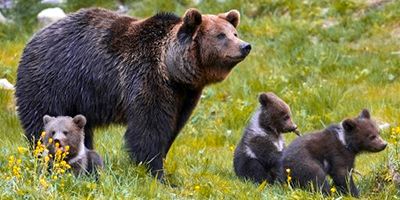 Crece la población de osos en el Pirineo y alcanza los 52 ejemplares