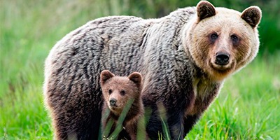 La población de osos en el Pirineo alcanza los 64 ejemplares