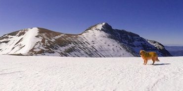 Mesola semi-invernal desde Lizara