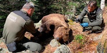 Detienen a un agente de Medio Ambiente por la muerte del oso Cachou