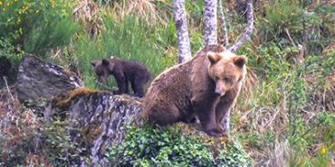 Crece la presión para reemplazar los tres osos muertos a manos humanas en Pirineos