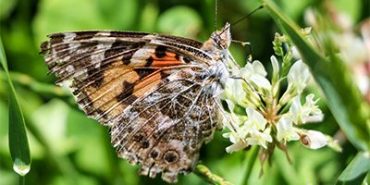 Vanesa de los cardos, la mariposa migrante