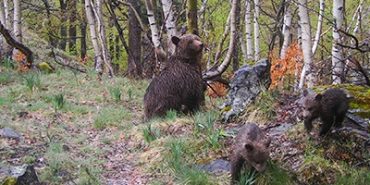 Ponerse en la piel de los pastores que viven con el oso: visitas guiadas en el Pirineo