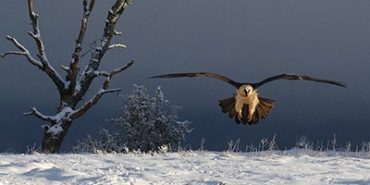 Los vuelos nocturnos del quebrantahuesos