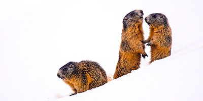 La marmota alpina en el Pirineo