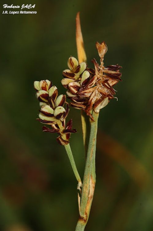 Carex bicolor All "raras"