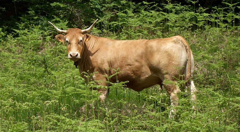 vaca pirenaica animales